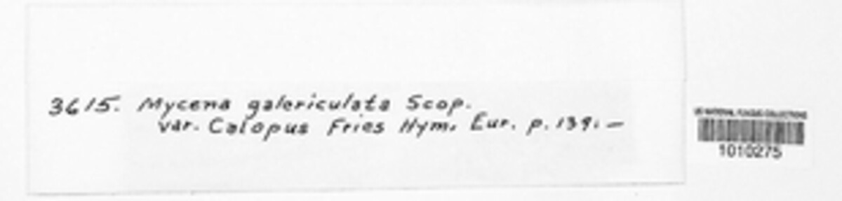Mycena galericulata image